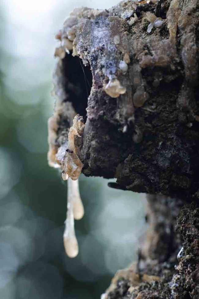 2020 – Drolling tree