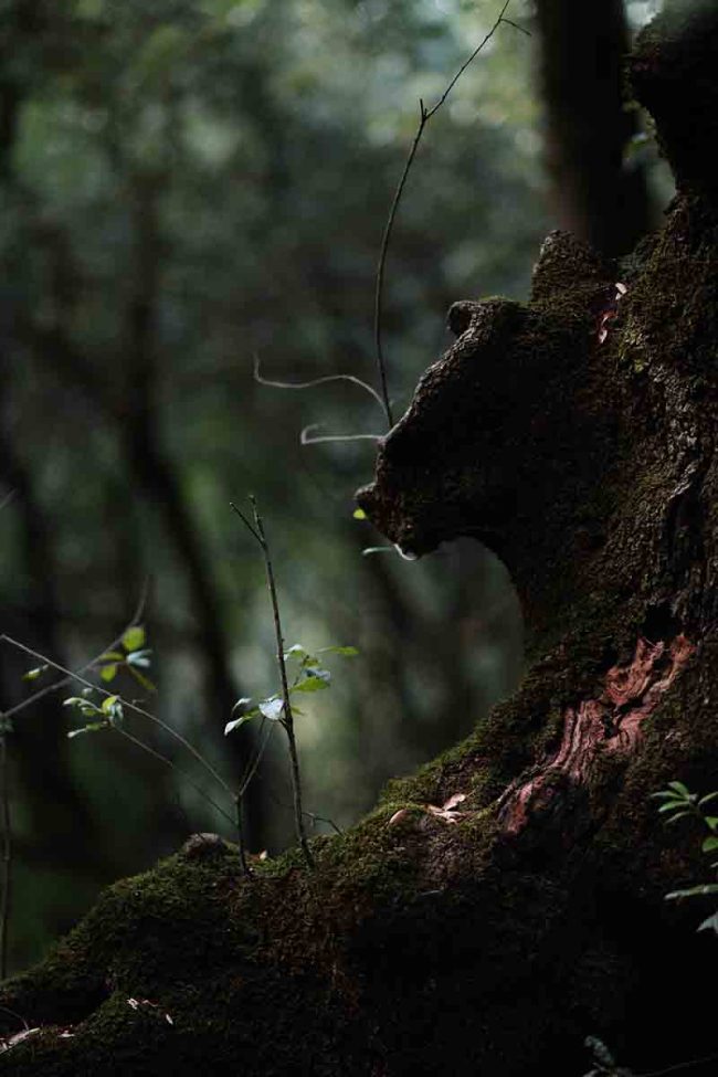 2020 – Enchanted forest