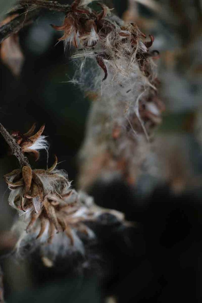 2020 – Senecio