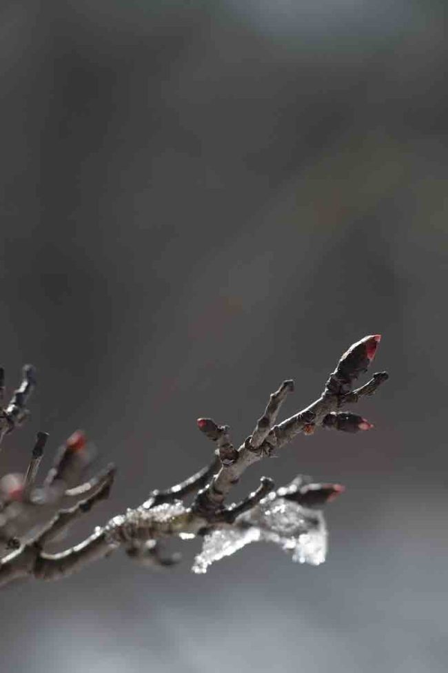 2021 – Details with red spots